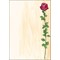 DP695 - Sigel Motiv-Papier, Design Rose Bloom, 90g