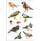 HES-3351 - Herma Decor Sticker, Aquarell Vögel