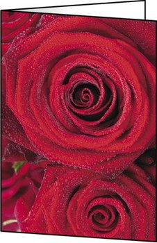 Sigel DC673 - Faltkarten, Motiv Rose Bloom, 220g